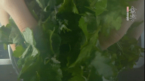 【面皮】1.鍋中水開時，放挑揀好的艾草和一撮小蘇打，第一遍煮開后倒掉，重新加水大火煮開后，小火煮1小時。煮爛的艾草用紗布瀝干。